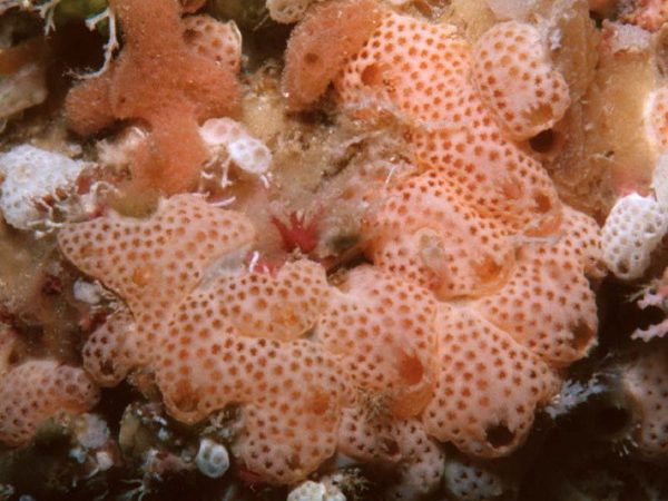 Didemnum ligulum B Guam 740-28