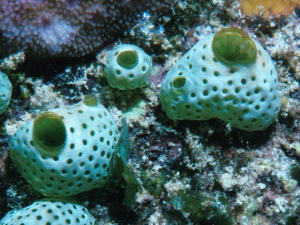 Didemnum molle Guam 252-11