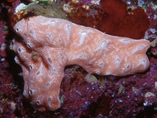 Didemnum moseleyi Guam 736-2