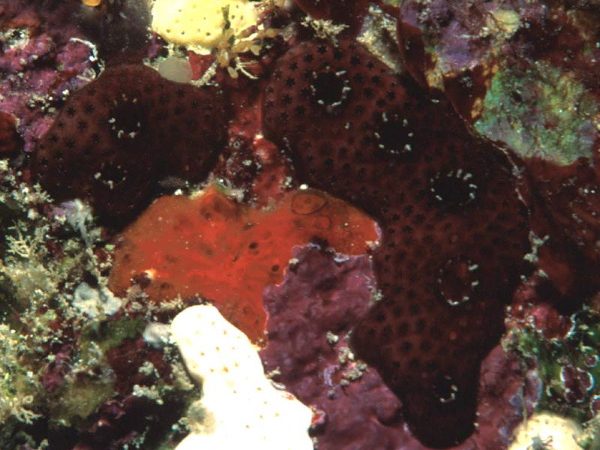 Didemnum nigrum Guam 570-32