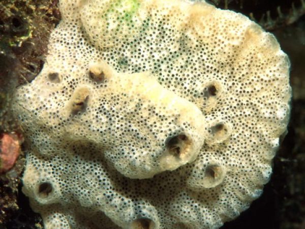 Didemnum perlucidum Guam 568-20