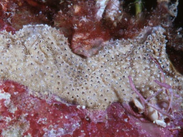 Didemnum psammothodes Guam 747-20