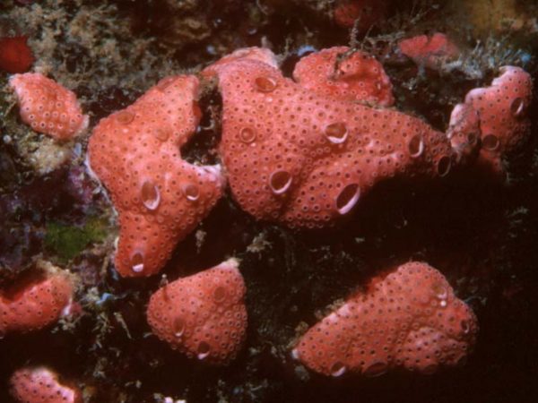 Didemnum rubeum Guam 649-14