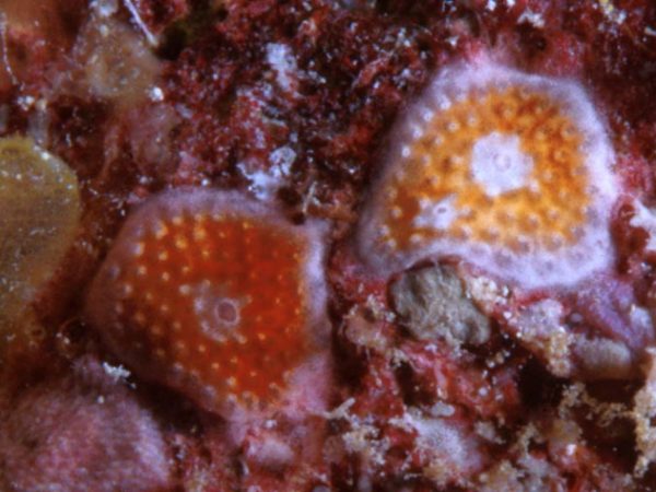 Didemnum sp. B Guam 756-4