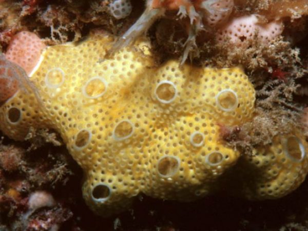 Didemnum sp. E 740-14