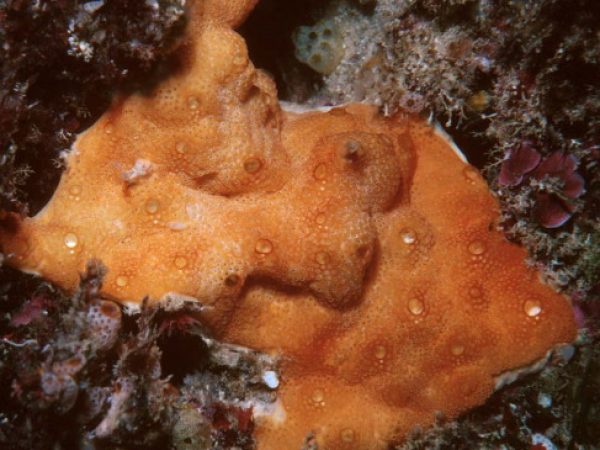 Didemnum sp. H Guam 740-35