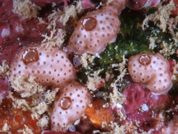 Didemnum uturoa Guam 757-27