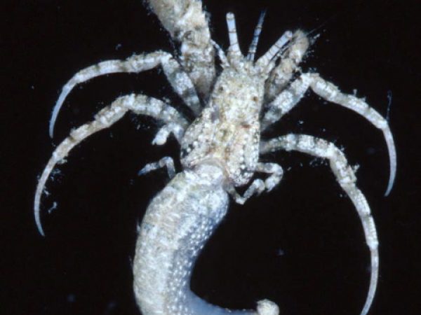 Diogenes pallescens Guam 770-25