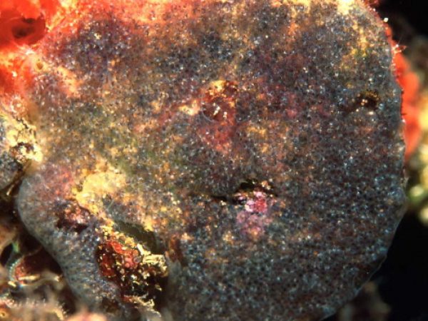 Diplosoma listerianum Guam 568-22