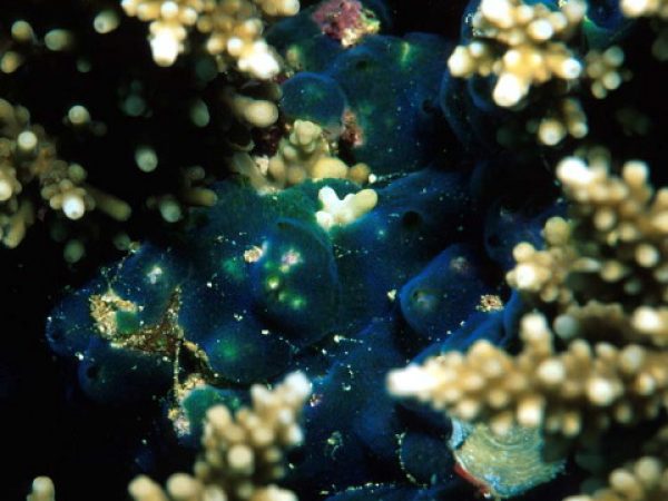 Diplosoma similis Guam 508-34