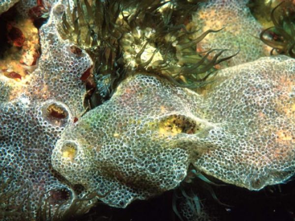 Diplosoma sp. A Guam 568-23