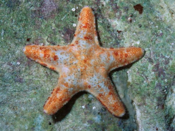 Disasterina sp. 1 (n. sp.) Guam 527-18