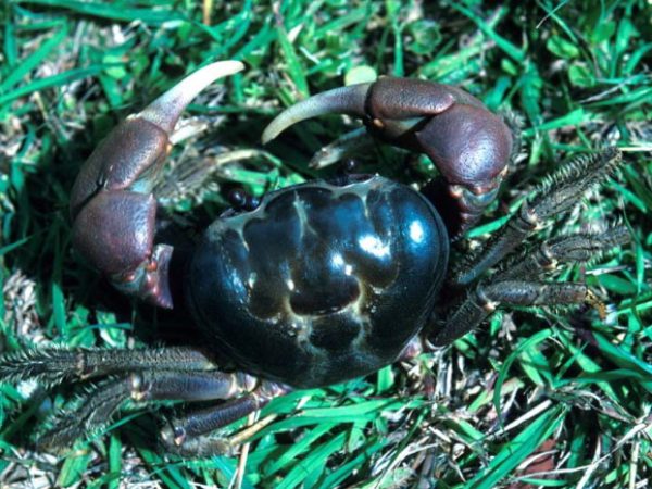 Discoplax hirtipes Guam 331-32