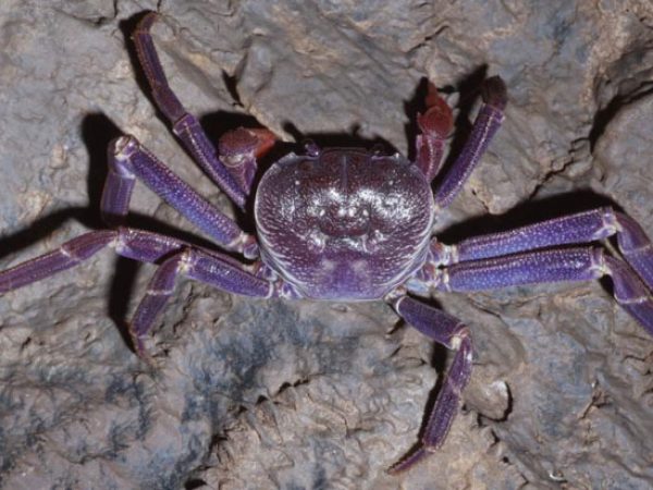 Discoplax longipes Guam 809-1