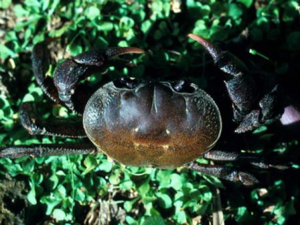 Discoplax rotundum Guam 275-29