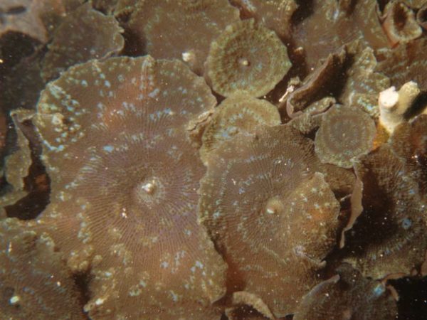 Discosoma nummiforme Guam 391-21