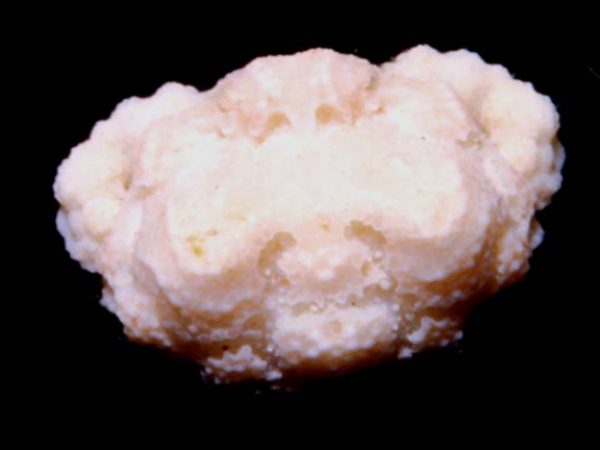 Drachiella aglypha angulata Guam 408-24