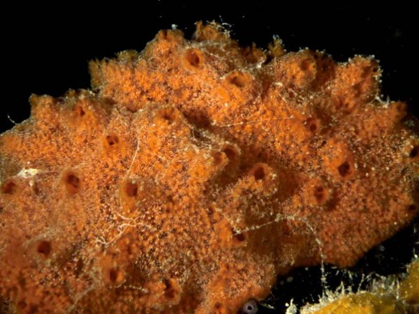 Dragmacidon sp. 1 Guam 868-10_1