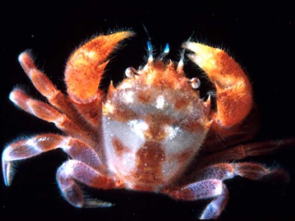 Dumea sp. Guam 357-12