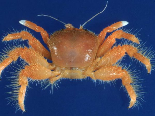 Dynomene guamensis GUM221F Kropp