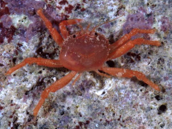 Dynomene kroppi Guam 832-18