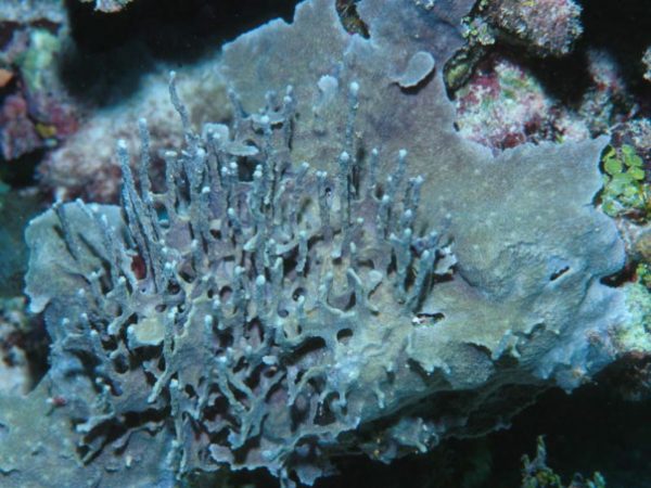 Dysidea sp. 1A Guam 741-29_1