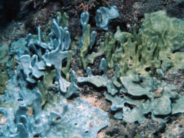 Dysidea sp. 1B Guam 573-6_1