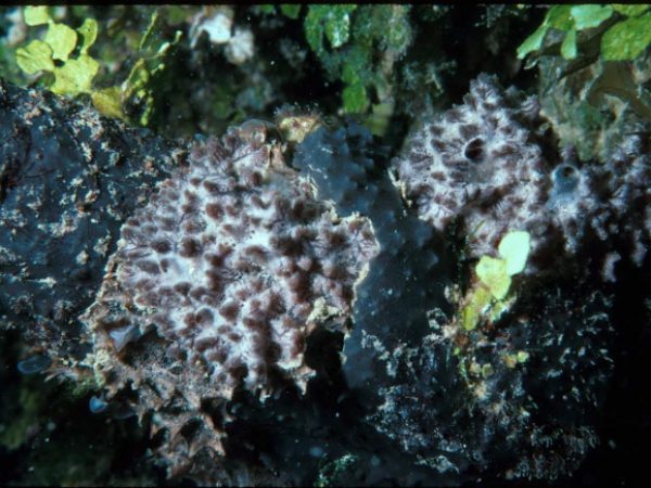 Dysidea sp. 2 Guam 389-33_1