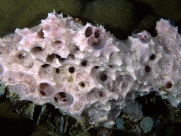 Dysidea sp. 3 Guam 869-32_1