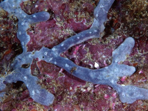 Dysidea sp. 4 Guam 768-25_1