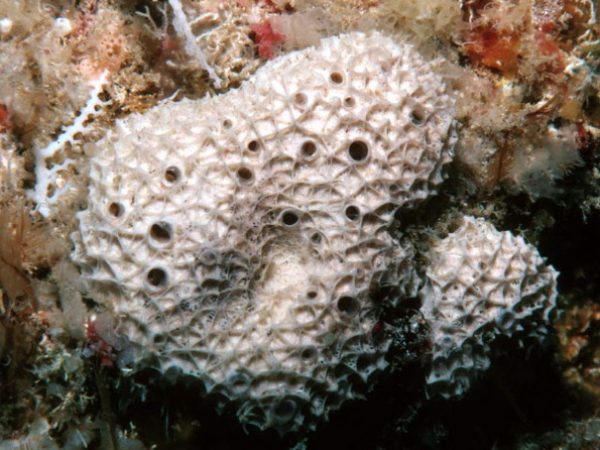 Dysidea sp. 5 Guam 740-27_1