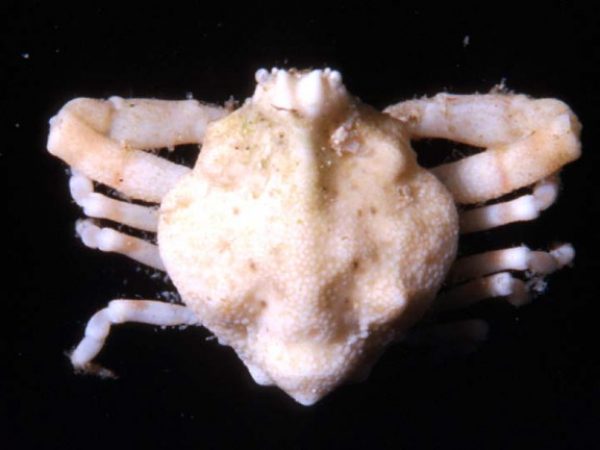 Ebaliopsis erosa Guam 408-22