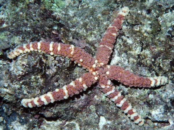 Echinaster callosus Guam 648-13