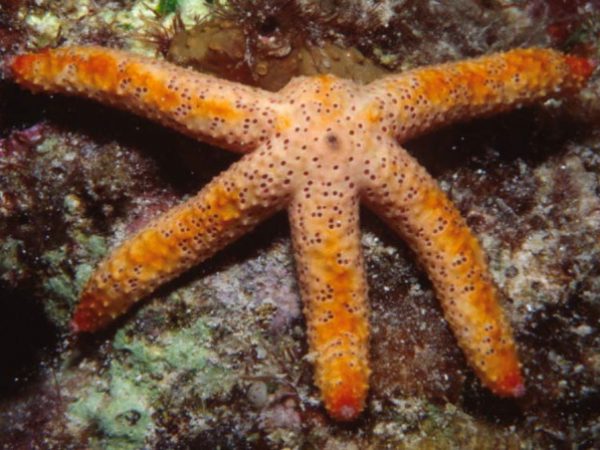 Echinaster luzonicus Guam 650-7