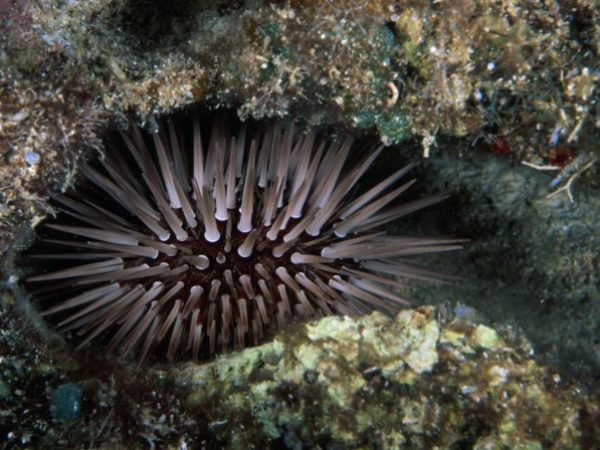 Echinometra mathaei Guam 826-29