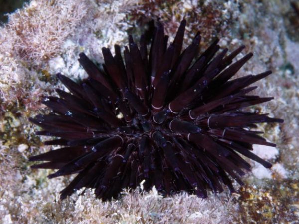 Echinometra oblonga Guam 843-12