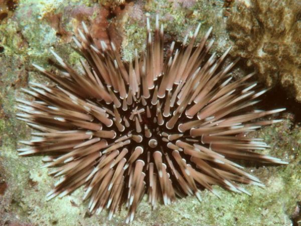 Echinometra sp. A Guam 578-20