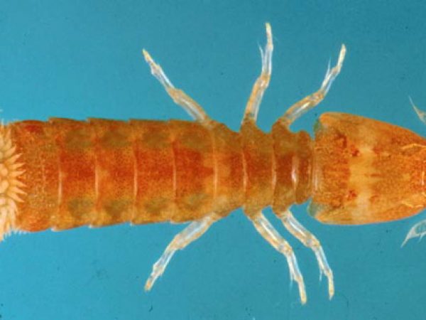 Echinosquilla guerini Guam Kropp