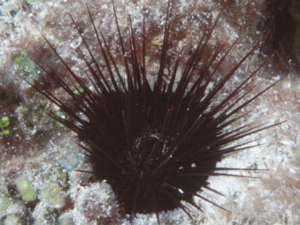 Echinostrephus aciculatus Guam 781-13