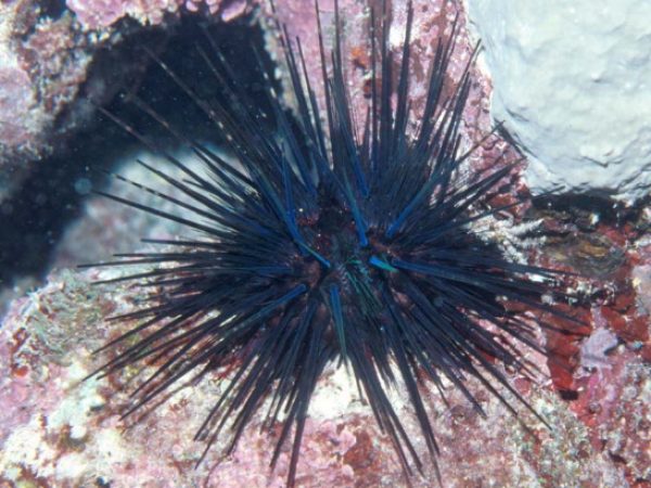 Echinothrix diadema Guam 648-26