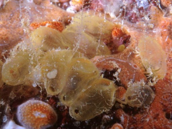 Ecteinascidia imperfecta Guam 756-11