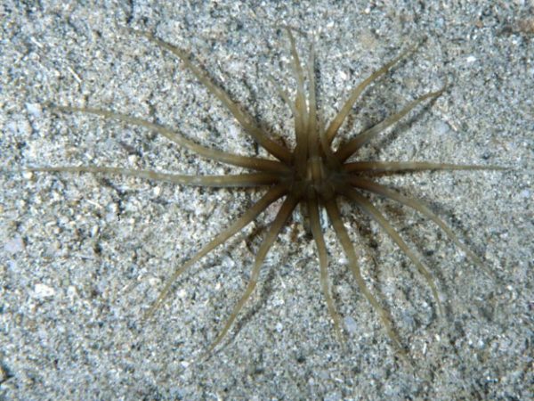 Edwardsianthus pudica Guam 776-6