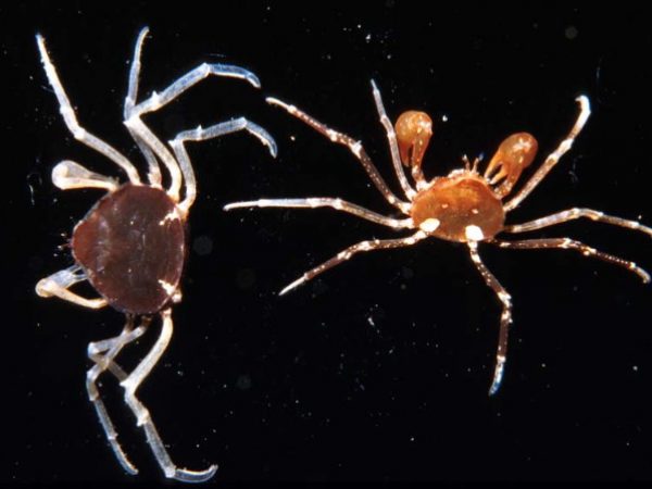 Elamena sp. 1 Guam 391-9