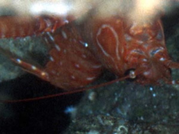 Enoplometopus holthuisi Guam 826-5