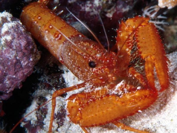 Enoplometopus occidentalis Guam 815-17