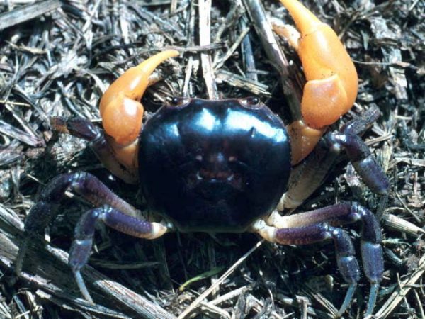 Epigrapsus notatus Guam 333-34