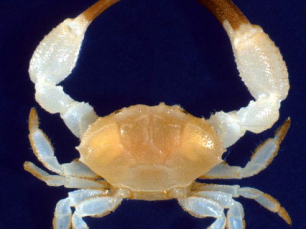 Epixanthoides anomalus GUM208G Kropp