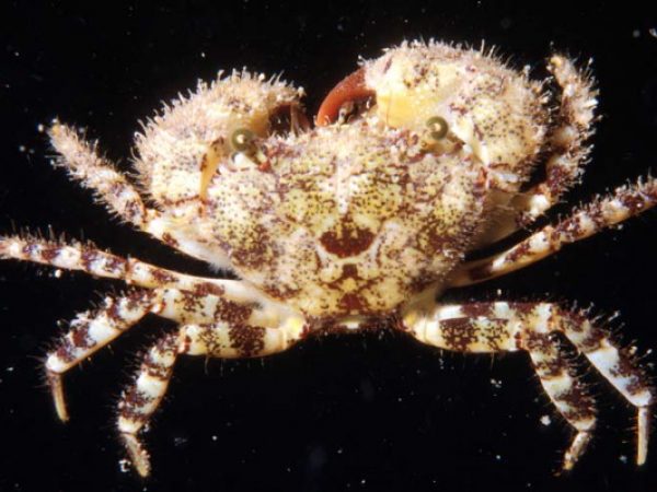 Eriphia scabricula Guam 403-2