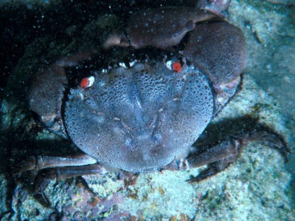 Eriphia sebana Guam 357-32