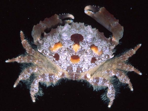 Etisus anaglyptus~ Guam 827-25